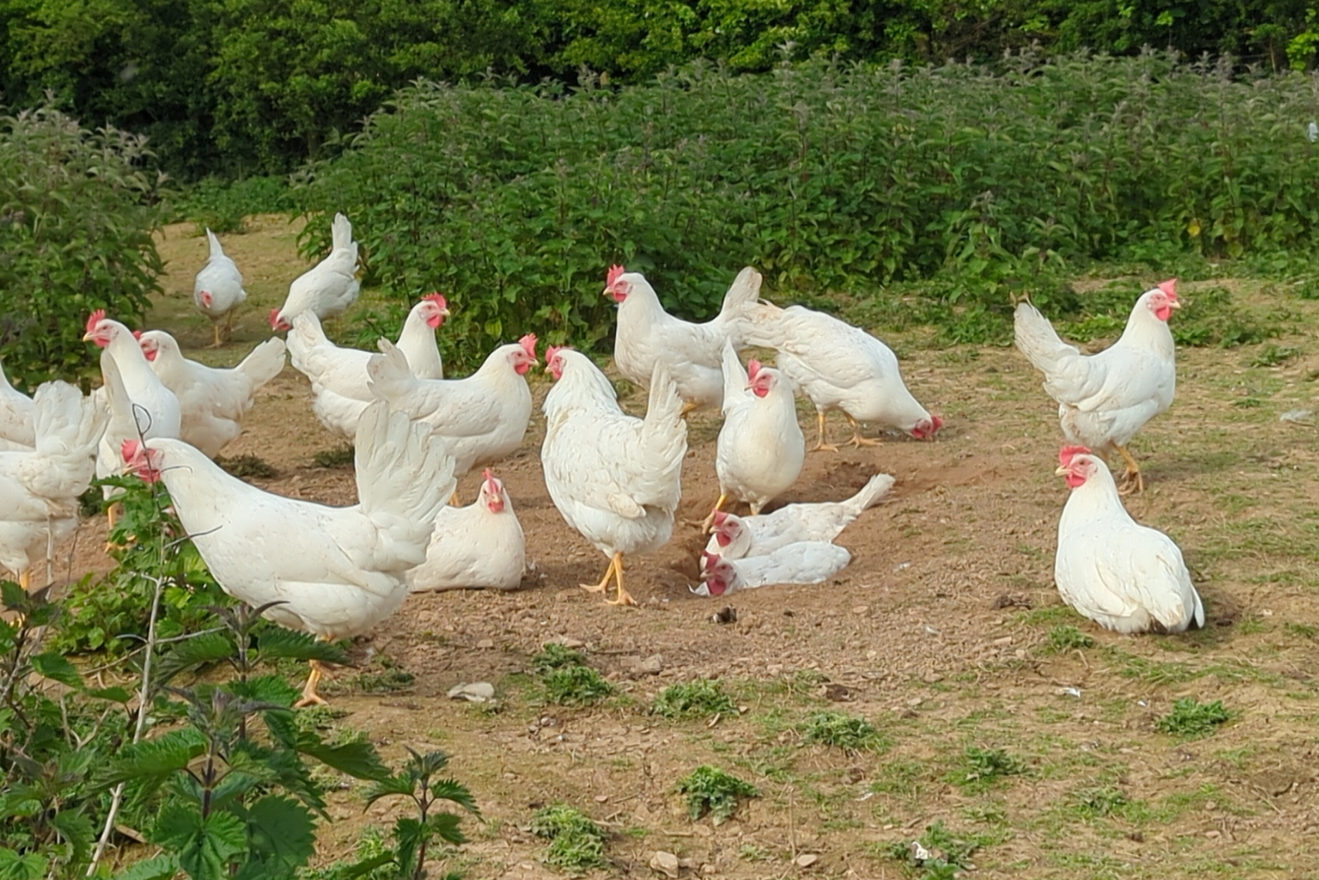 White Egg Chickens