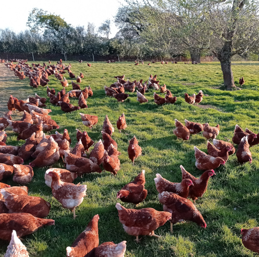 Brown chickens in Cornwall