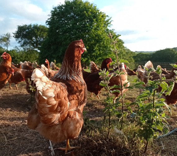 Free Range Eggs Cornwall