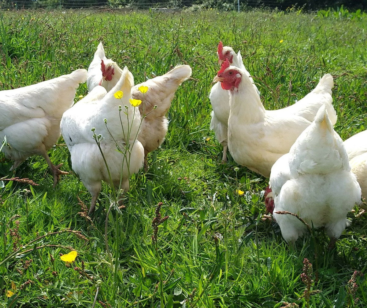 White Eggs Cornwall